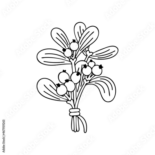 Christmas plant mistletoe. The viscum album branch with berries is a traditional decoration. Hand drawn line art vector illustration. Happy holiday. Isolated element.