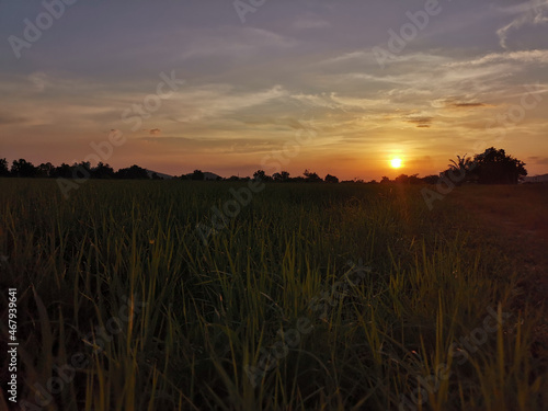 sunrise sunset at rice paddy field