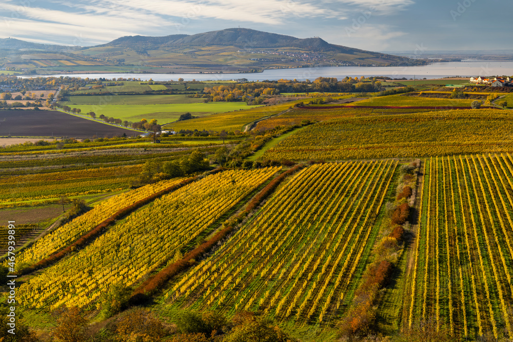 Fototapeta premium Vineyards under Palava, Southern Moravia, Czech Republic