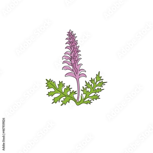 Single continuous line drawing of beauty fresh bear's breeches for garden logo. Decorative acanthus flower concept for floral invitation card frame. Modern one line draw design vector illustration