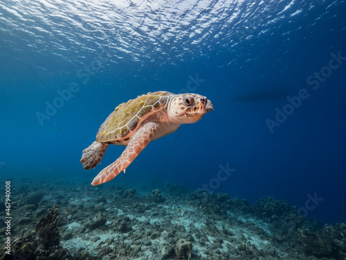Tableau sur toile Seascape with Loggerhead Sea Turtle in the turquoise water of coral reef of Cari