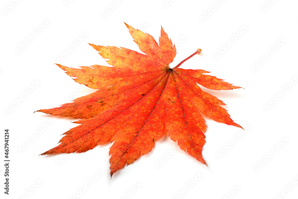 Beautiful autumn maple leaf isolated on white Beautiful autumn maple leaf isolated on white