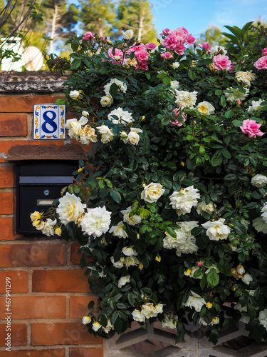Beautiful brick rustic villa facade with rose and white flowers