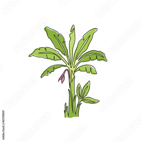 Single continuous line drawing of fresh and exotic banana tree. Decorative banana plant for plantation company. Agriculture cultivation concept. Modern one line draw design vector graphic illustration