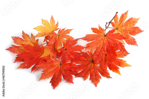 Autumn maple branch