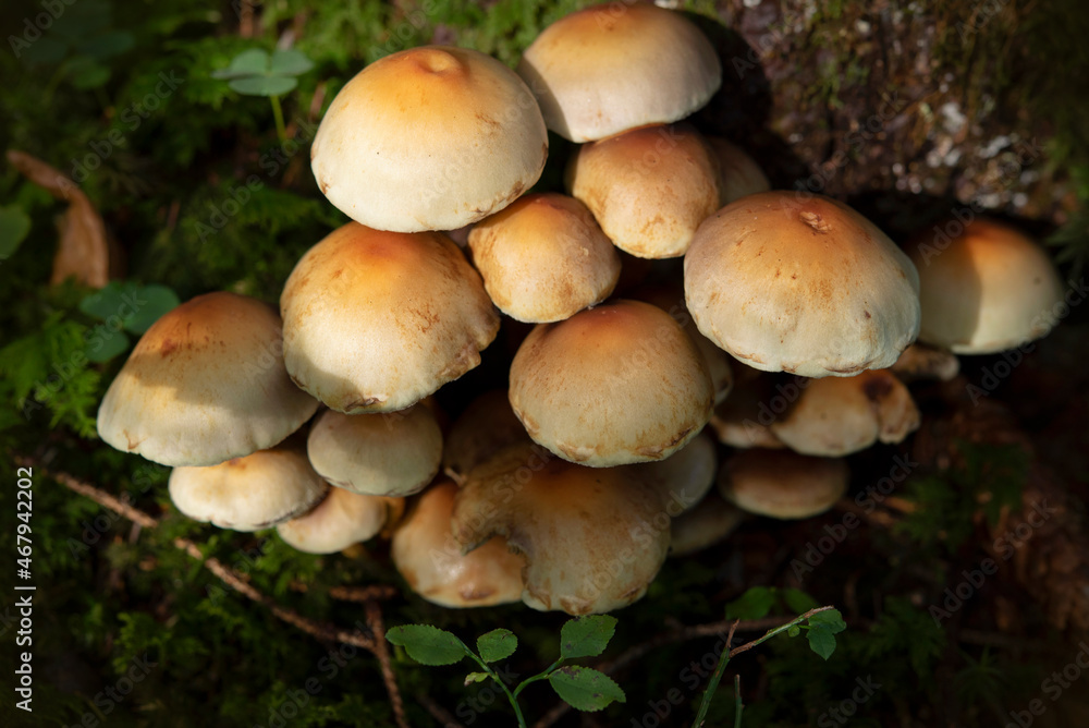Wild Mushrooms. Waldpilz im bayerischen Wald im Herbst. Wild Mushrooms. Waldpilz im bayerischen Wald im Herbst.