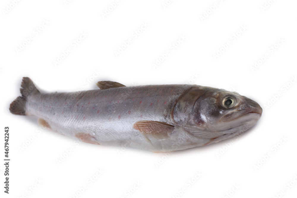 Arctic char isolated on white. Salmon variety Arctic char isolated on white. Salmon variety