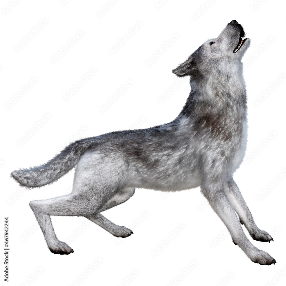 3D Rendering Gray Wolf on White 3D Rendering Gray Wolf on White