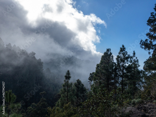 big cloud and foggy forest on Tenerife island © Josh