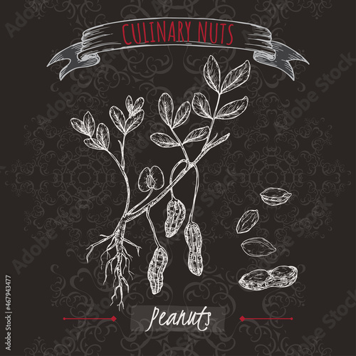 Arachis hypogaea aka peanut branch and nuts sketch on black background. Culinary nuts series.