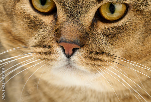 Fototapeta Naklejka Na Ścianę i Meble -  portrait of an adult straight-eared Scottish gray cat, close up