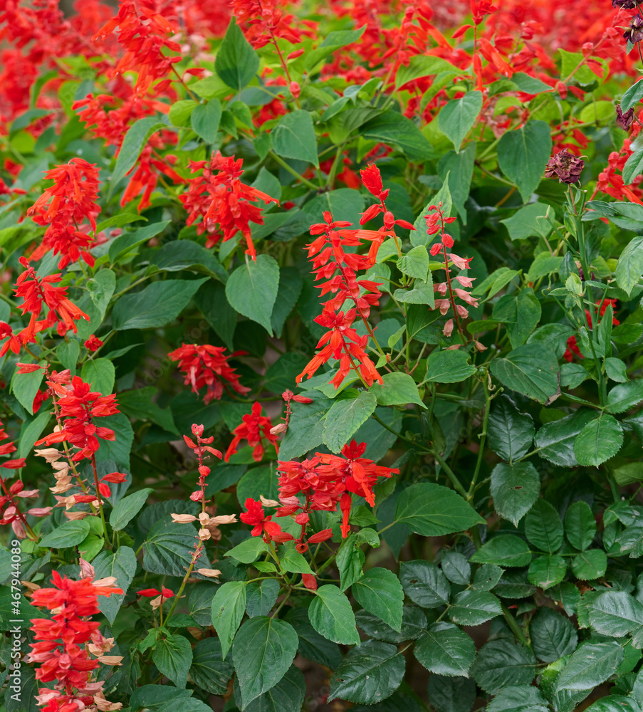 Salvia Divinorum Garden With Blooming Red Flowers And Green Leaves Day Stock 写真 Adobe Stock