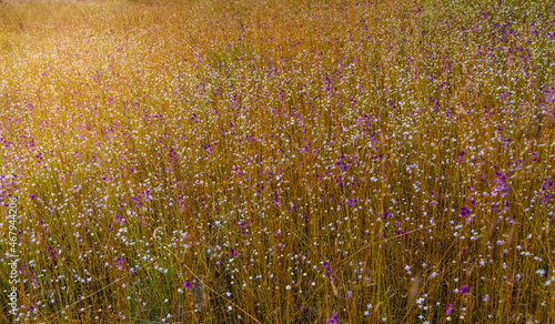 The fiower meadows on high mountain in winter.