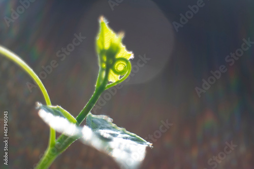 Cocconia grandis leaf in nature, Thai herb in nature. photo