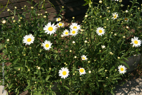 A flowerbed with white daisies in the garden in summer. A perennial fragrant medicinal plant of the Asteraceae family.
