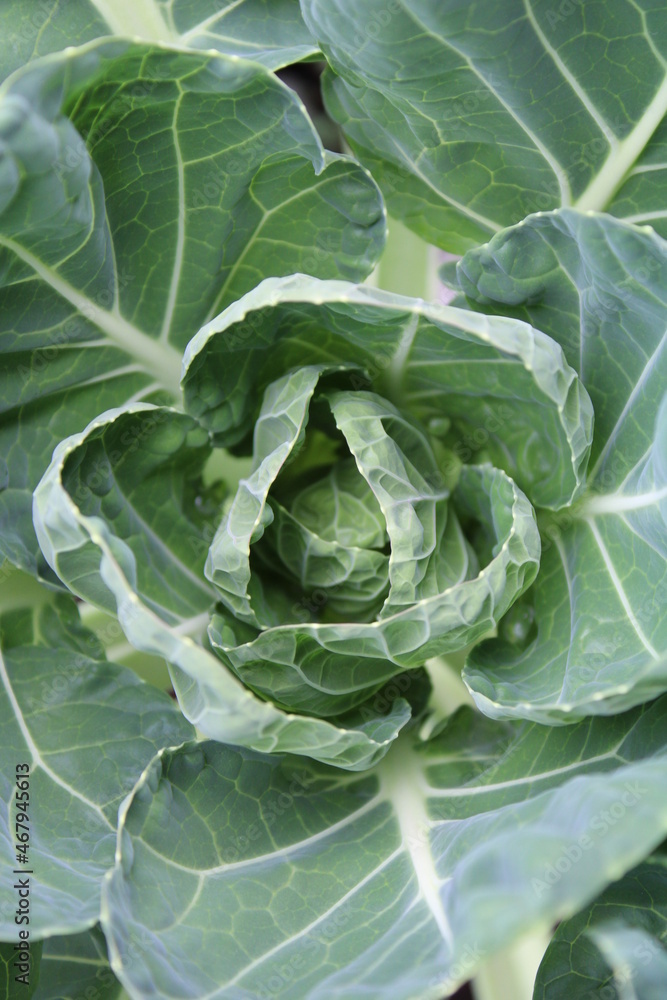 Vegetables for fall are growing! Vegetables for fall are growing!