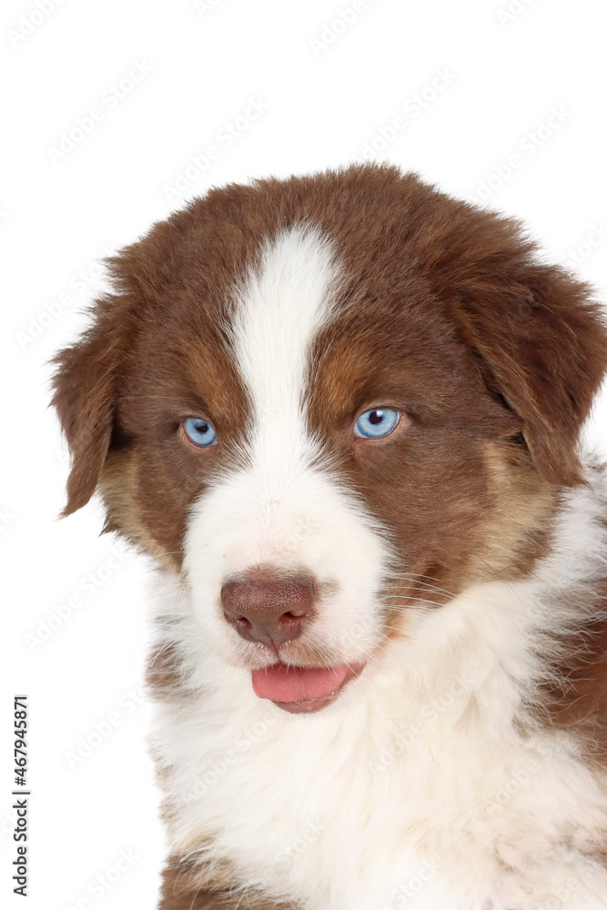 australian shepherd puppy with blue eyes isolated on white