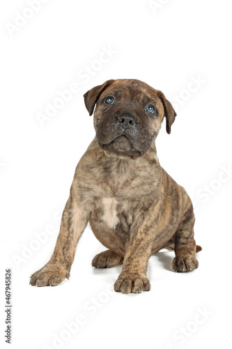 bullmastiff puppy isolated on white background  © eds30129