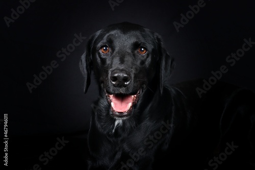 portrait of black labrador on black background 
