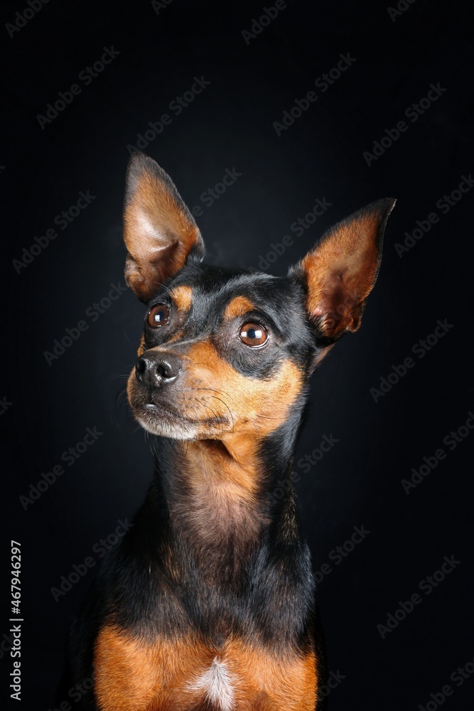 miniature pinscher in studio shoot miniature pinscher in studio shoot
