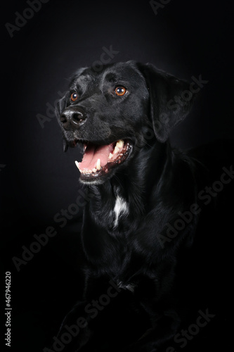 portrait of black labrador on black background  © eds30129