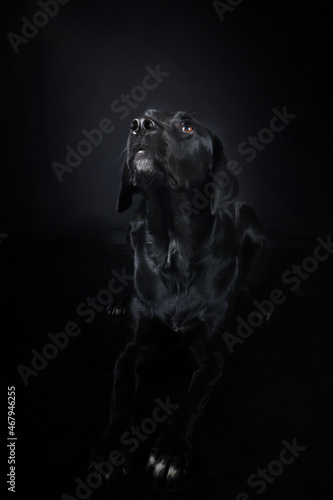 portrait of black labrador on black background 