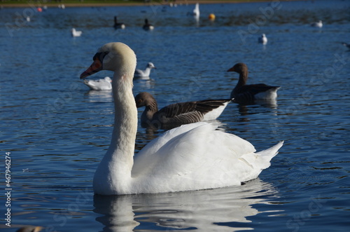 Some photos taken on a walk through Hyde Park in London on a sunny day of the natural fauna living there and especially close to the lake.