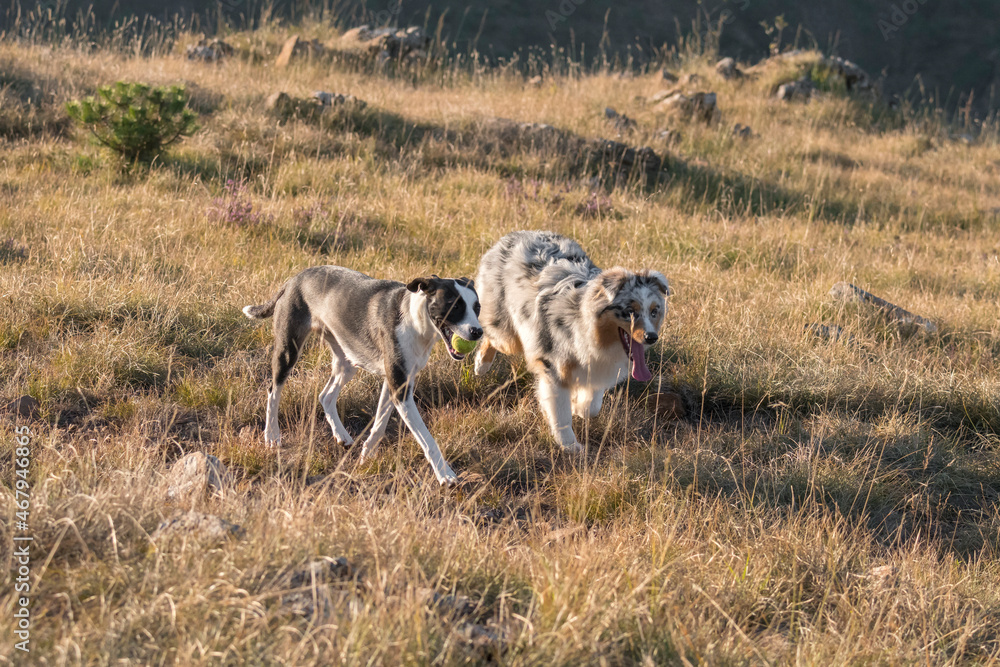 blue merle Australian shepherd puppy dog runs and jump on the meadow of the Praglia with a pitbull puppy dog in Liguria in Italy blue merle Australian shepherd puppy dog runs and jump on the meadow of the Praglia with a pitbull puppy dog in Liguria in Italy