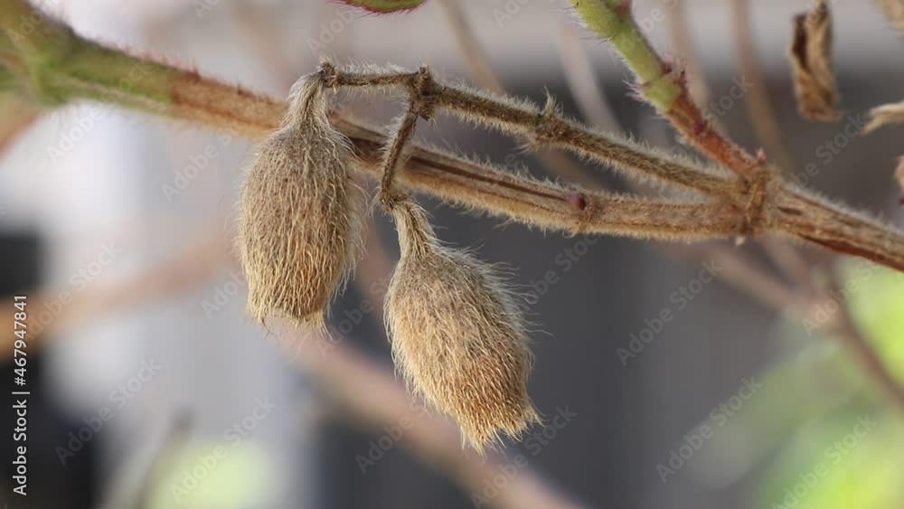 Two dried flower buds of hardy geranium plant hanging from the branch with shallow depth of field. Brown and golden tones reminiscent of Autumn Two dried flower buds of hardy geranium plant hanging from the branch with shallow depth of field. Brown and golden tones reminiscent of Autumn