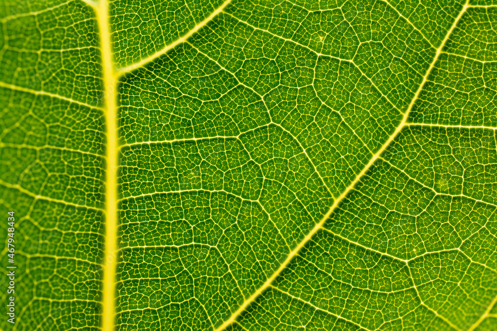 Detail from a leaf . Detail from a leaf .