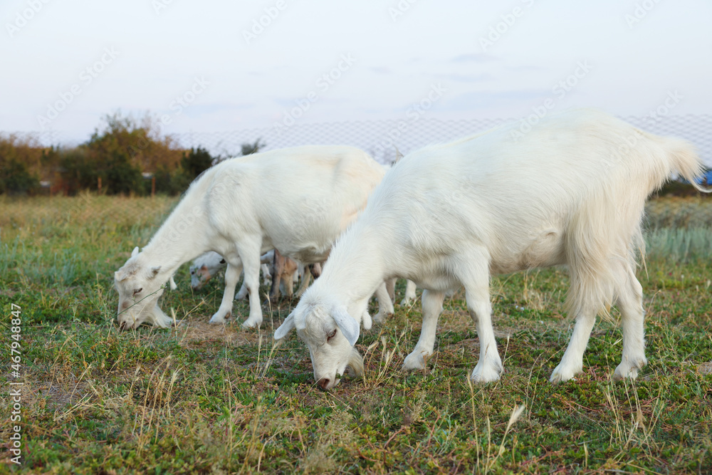 Fototapeta premium Goats on pasture at farm. Animal husbandry
