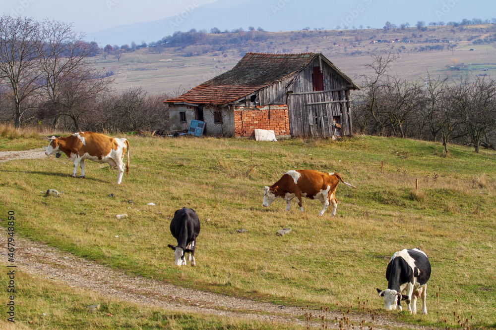 Cows on pasture in Cristian, Romania
