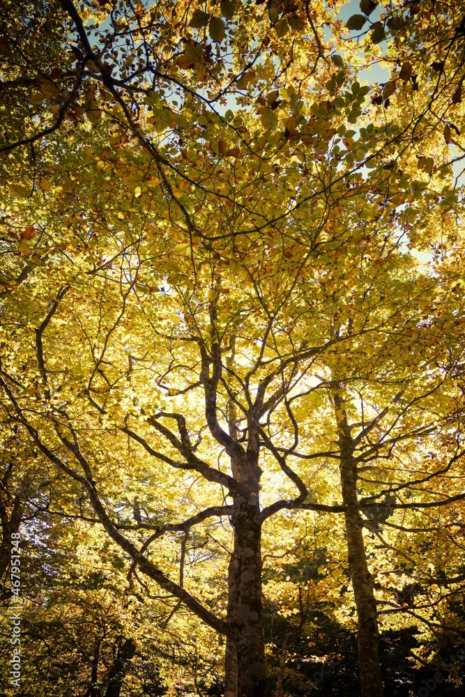 Autumn in the Pyrenees