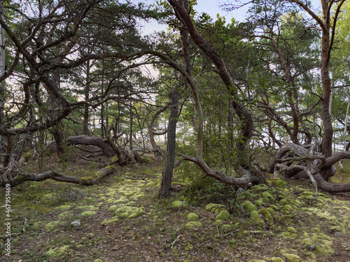 Trollskogen auf der Insel Ödland in Schweden