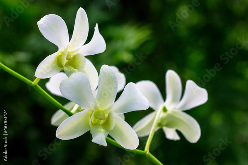 Gorgeous white orchid flowers on a long stem against a blurry green natural background. A beautiful floral landscape. Open unopened buds. Phalaenopsis Exotic flower in botanical garden Delicate petals