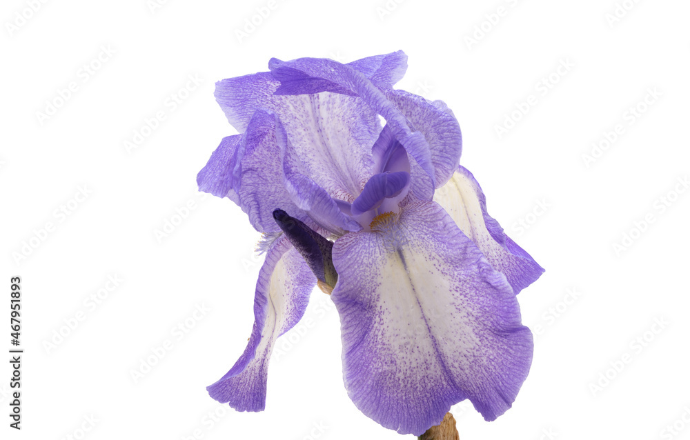 Naklejka premium iris flower isolated