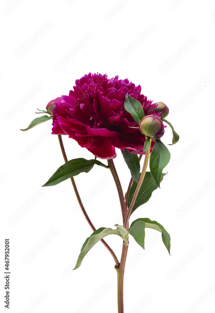 Fototapeta premium peony flower isolated