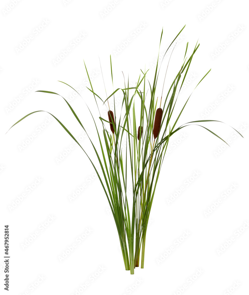 Beautiful reeds with catkins on white background Beautiful reeds with catkins on white background