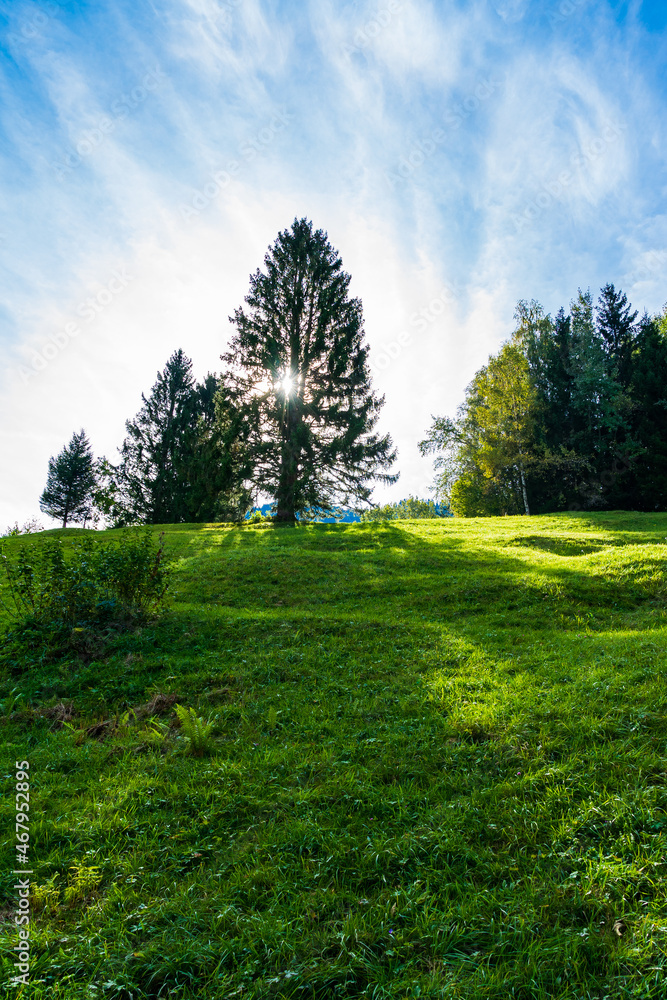 Fototapeta premium Fichte auf Berg mit dahinter stehender Sonne