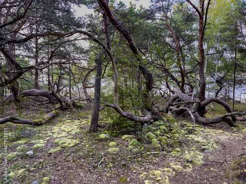 Trollskogen auf der Insel Ödland in Schweden © eowyny