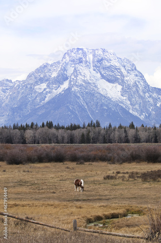 Lone, grazing horse in Teton landscape of Wyoming is solitary Western tranquility