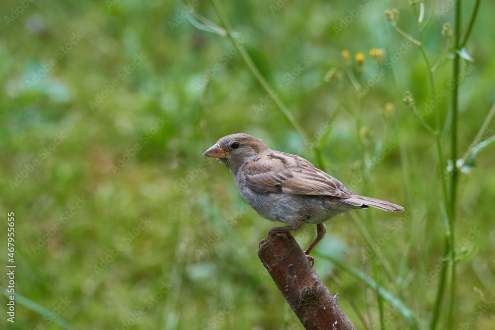 Haussperling bei der Futtersuche Haussperling bei der Futtersuche