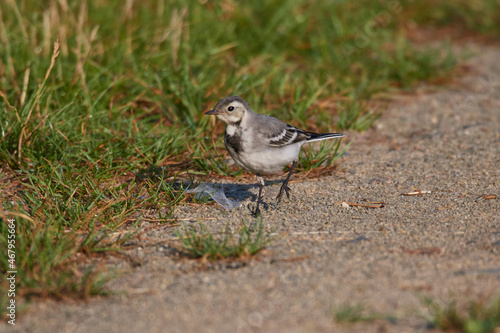 Juvenile Bachstelze an einem Fluss in Brandenburg