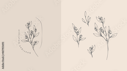 Set of inimal feminine botanical floral branch and logo. Hand drawn wedding herb, homeplant with elegant leaves. Botanical rustic trendy greenery vector