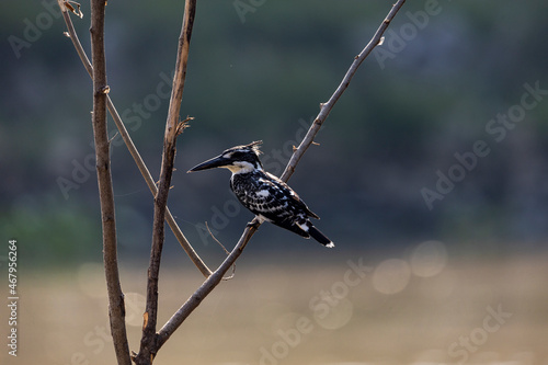 Pied kingfisher