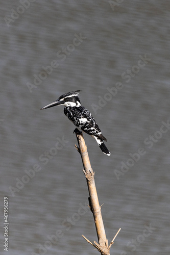 Pied kingfisher
