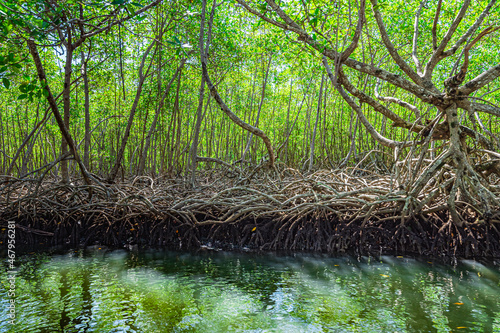 tropical mangrove forest