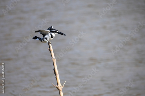 Pied kingfisher