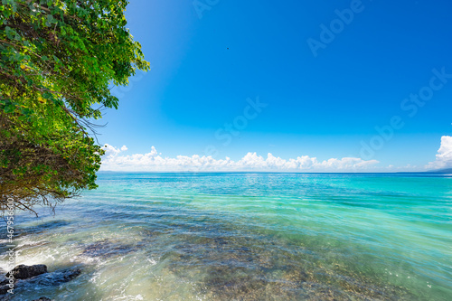 Palm Ocean Sky caribbean coast © dbrus