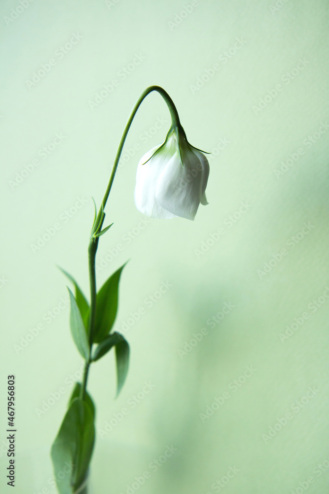 One white flower with drooping bud on a green background - obrazy, fototapety, plakaty 